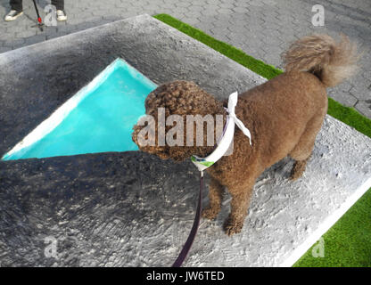 The Australian Labradoodle Woodley standing on the sculpture "Penumbra Oasis" by artist Eleanna Anagnos at the "Dogumenta", the first art exhibition for dogs, in New York, US, 10 August 2017. The first art exhibition for dogs, the "Dogumenta", was inaugurated in New York. Photo: Johannes Schmitt-Tegge/dpa Stock Photo