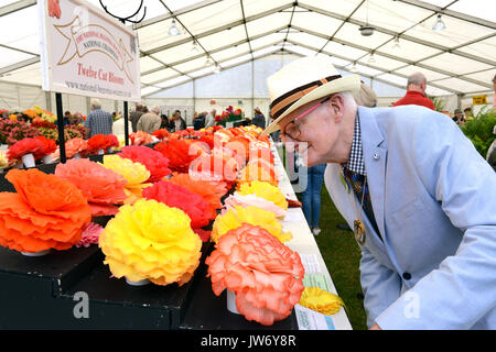 Shropshire, UK. 11th August, 2017. Floral judge Kevin Gunnell inspecting the prize winning Begonia exhibits at the annual Shrewsbury Flower Show in Shropshire. The two day event is open today and Saturday. Credit: David Bagnall/Alamy Live News Stock Photo