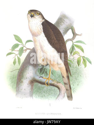 AccipiterChionogasterSmit Stock Photo