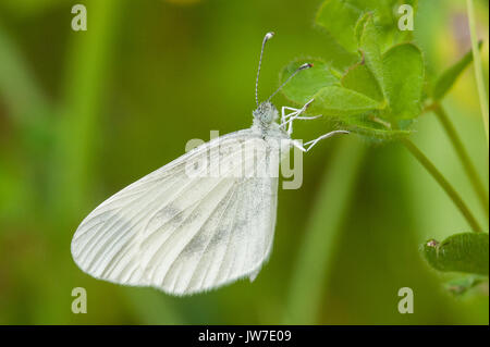 Female Wood White butterfly at rest Stock Photo