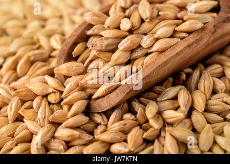 Close up of barley grains Stock Photo