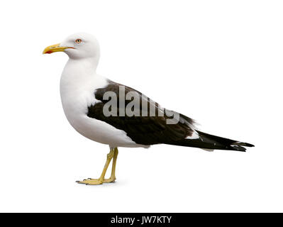 Side view of sea gull isolated on white Stock Photo