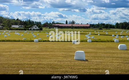 Landscape with hay bales in  plastic wrap on summer field Stock Photo