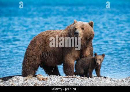 Mother brown bear and one of her cub on alert at the edge of Kuril Lake, Kamchatka, Russia. Stock Photo