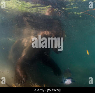 Underwater view of developing Sockeye salmon eggs in the gravel of Power  Creek, Copper River Delta, Prince William Sound, Alaska Stock Photo - Alamy