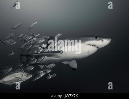 Underwater view of a great white shark swimming with a school of trevally jacks, Neptune Islands, South Australia. Stock Photo