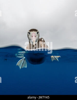 Close up view showing above and below the waterline of a brown headed albatross sitting on the water surface, North Island, New Zealand. Stock Photo