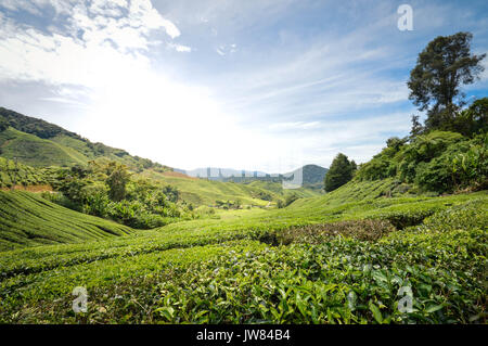 Beautiful landscape of the tea plantations in the Cameron highlands, Pahang State, Malaysia. Southeast Asia Stock Photo