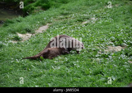 Otters Surrey England Stock Photo