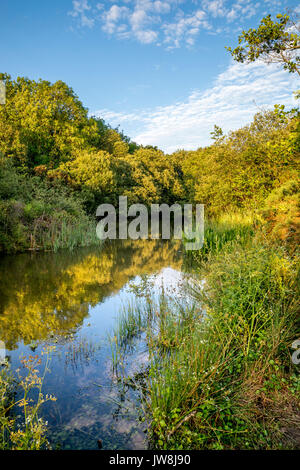 Woodland Valley; Ladock; Cornwall; UK Stock Photo - Alamy