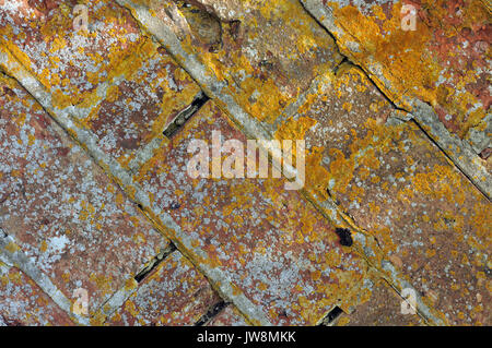 old lichen covered red brick wall with crumbling and missing mortar in the joints. old weather beaten brickwork. Stock Photo