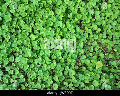 beautiful green Dichondra repens grass spread Stock Photo