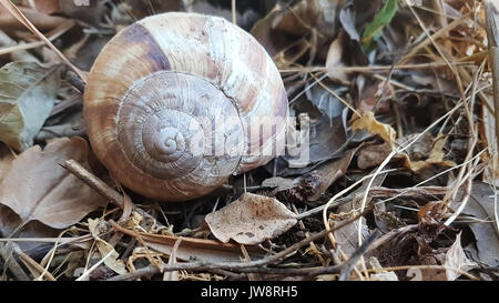 dead snail on dry leaves Stock Photo
