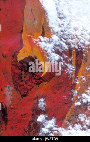 close up of Snow gum (Eucalyptus pauciflora) bark with snow Stock Photo