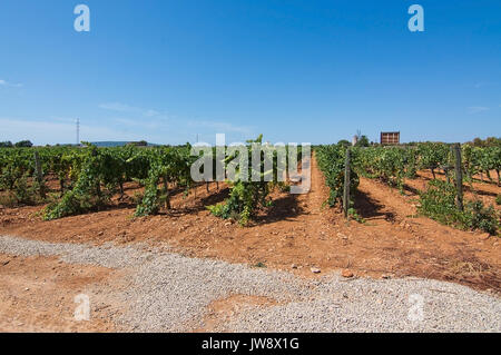 Grapes ripening on stock in a Mallorca vineyard on a sunny day in Mallorca, Spain. Stock Photo