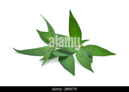 fresh vietnamese mint leaves isolated on white background Stock Photo