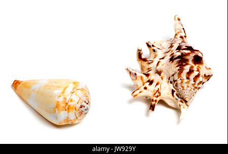 Two exotic seashells isolated on white background with copy space Stock Photo