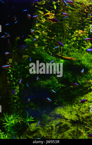 Many colored small fish float deep in the algae and branches. Vertical photo, green background Stock Photo
