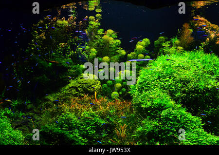Many colored small fish float deep in the algae and branches. Horizontal photo, green background Stock Photo