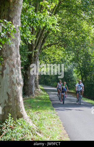 A family cycling gently along a row of several hundred year old plane trees, on the ex-towpath of the Adour river (Saubusse - Landes - France). Stock Photo