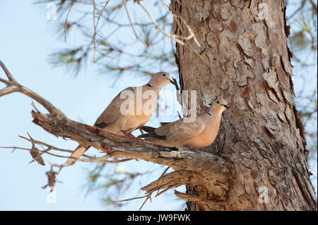 Breeding pair of Eurasian collared doves, (Streptopelia decaocto),perched in pine tree, Ibiza, Balearic Islands, Spain Stock Photo