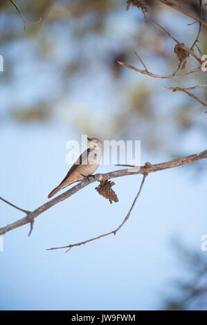 Spotted Flycatcher, (Muscicapa striata), Ibiza, Balearic Islands, Spain, Mediterranean Stock Photo