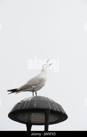 Audouin's Gull, (Larus audouinii), calling from lamp post Ibiza, Balearic Islands, Spain, Mediterranean Sea Stock Photo