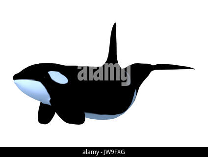 3D Rendering Killerwhale on White Stock Photo - Alamy