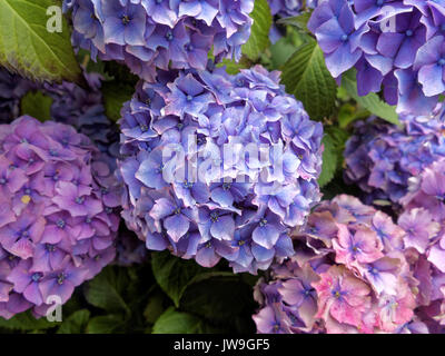 Hydrangea macrophylla blomming heads close up  BHZ Stock Photo