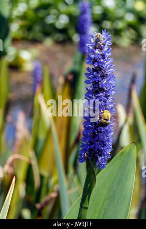 Bumblebee collects pollen from a blue pontederia flower Stock Photo