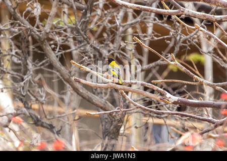 Black-headed weaver bird (Ploceus melanocephalus) Ruaha National Park, Tanzania Stock Photo