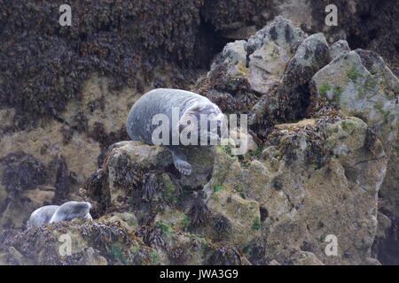 wild seals Stock Photo