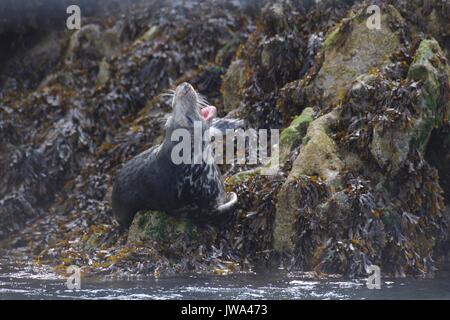 wild seals Stock Photo