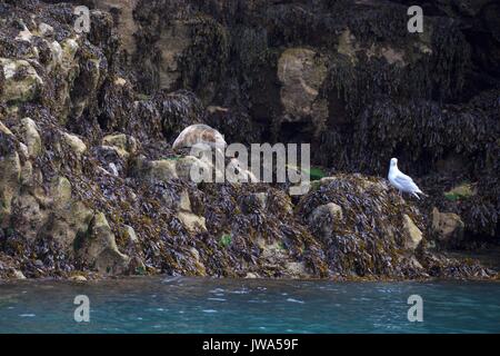 wild seals Stock Photo