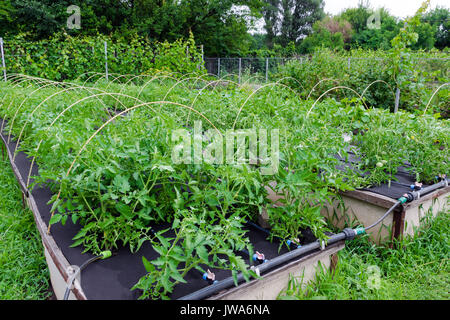 Weed control - growing tomatoes in Spunbond Nonwoven Stock Photo