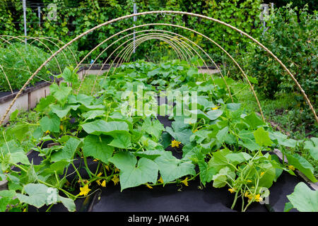 Protection against weeds when growing cucumbers with spunbond agriculture nonwoven cover Stock Photo