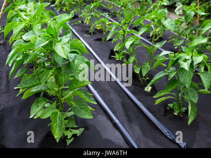 Bushes of sweet pepper, grown in a box for seedlings on a protective Polypropylene spunbond agriculture nonwoven. Use of micro-pouring Stock Photo