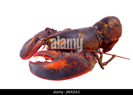 lobster isolated on white background Stock Photo