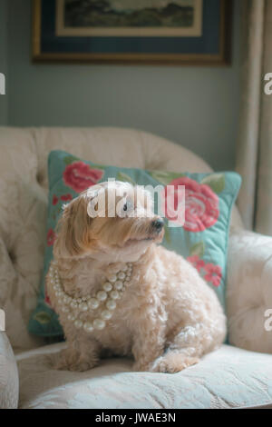 Morkie Mixed breed dog with jewelry Stock Photo