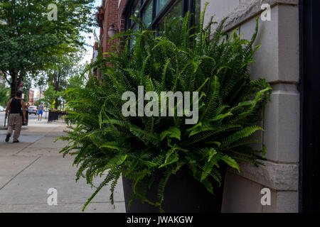 walking around finding plant filled landscapes Stock Photo