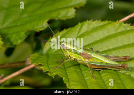 Small gold grasshopper (Chrysochraon brachyptera), female sitting on leaf, Baden-Württemberg, Germany Stock Photo