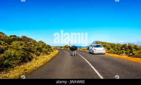 Male Ostrich on the road from Cape Point to Cape of Good Hope and Platboom Beach in the Cape of Good Hope Nature Reserve in South Africa Stock Photo