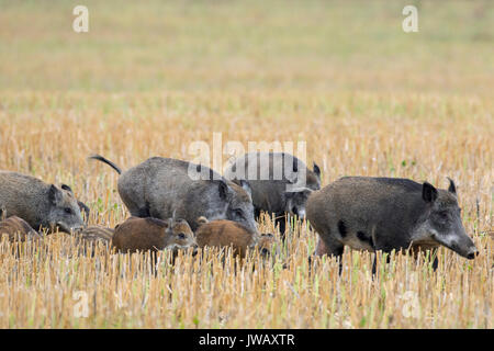Wild boar (Sus scrofa) sows with piglets crossing a stubblefield in summer Stock Photo