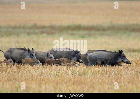 Wild boars (Sus scrofa) sounder with piglets crossing a stubblefield in summer Stock Photo