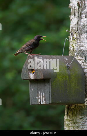 Common starling / European starling (Sturnus vulgaris) calling from nest box with young in spring Stock Photo