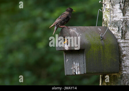 Common starling / European starling (Sturnus vulgaris) on nest box with young in spring Stock Photo