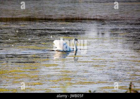 A group of swans swim in the pools surrounding Cape May lighthouse in southern New Jersey. Stock Photo