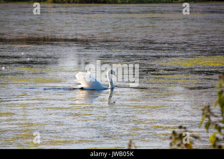 A group of swans swim in the pools surrounding Cape May lighthouse in southern New Jersey. Stock Photo