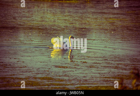 A group of swans swim in the pools surrounding Cape May lighthouse in southern New Jersey. Stock Photo