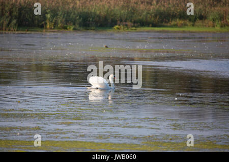 A group of swans swim in the pools surrounding Cape May lighthouse in southern New Jersey. Stock Photo